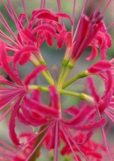 Lycoris radiata  Red Spider Lily   set of 50 bulbs EASY TO GROW