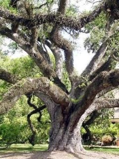 Quercus virginiana Live oak exotic ornamental florida tree bonsai seed 
