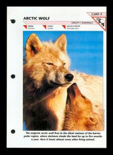 THE ARCTIC WOLF MAMMAL FOLD OUT INFO SHEET WILDLIFE FACT FILE #4