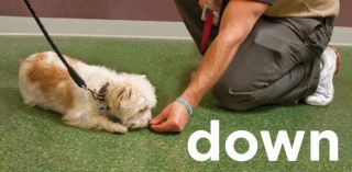  Dog Trainer, Jim Gersonde explains the  Positive Dog 