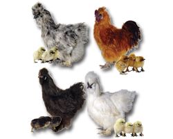 Guide To Poultry Breeds Research and Compare  Tractor Supply Co.