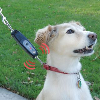 The Dog Command Trainer   Hammacher Schlemmer 