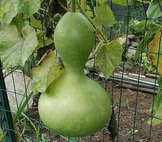 20 Seeds, Birdhouse Gourd, Laganaria Gourd Vine
