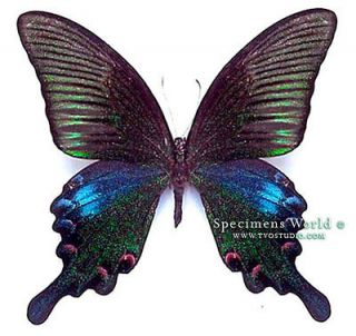 Papilionidae, Papilio bianor * RARE * Unm Butterfly China 1379