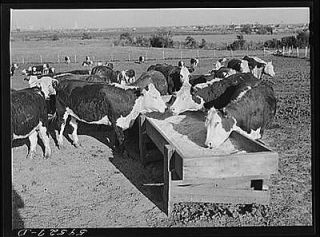 Fattening Hereford feeder cattle. Lincoln,Nebras​ka