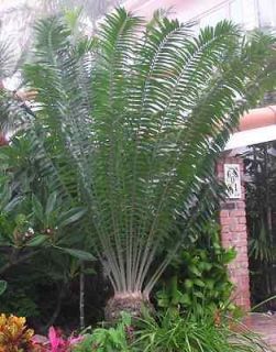 palm trees live