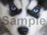 SIBERIAN HUSKY BLUE EYES Photo Italian Charm alaskan puppy dog