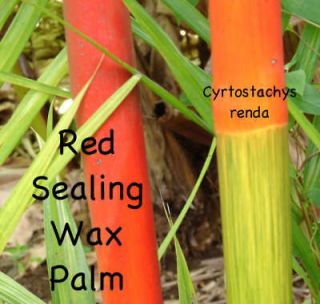 Red Sealing Wax Palm Cyrtostachys renda LIVE Tree 2 3ft Worlds Most 