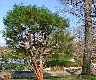 Japanese Red Pine, Pinus densiflora, Bonsai Tree Seeds