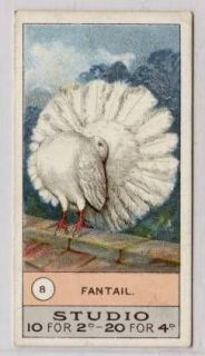 w15r13 295) Smith, Fowls Pigeons & Dogs, #8 Fantail 1908 VG