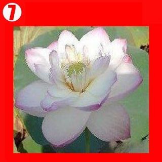 china lotus flower seed blue pink red white yellow etc