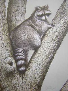 guy coheleach up a tree raccoon ltd ed print signed