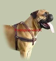 tracking walking leather dog harness h5 bullmastiff more options 