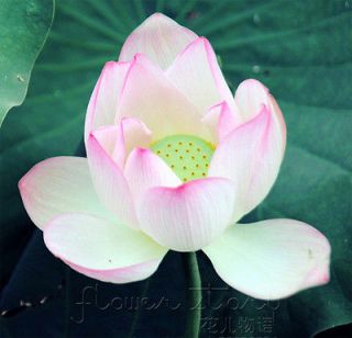 Lotus Seed ★ 10 Red Large Petal Oriental Flower Seed Blooming Bright 