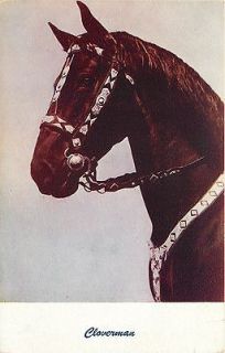 Vintage Postcard, Cloverman, Morgan Horse Stallion, Silver Bridle 