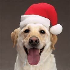 Aria Dog Santa Hat Christmas Red Holiday Medium Xmas Doggie