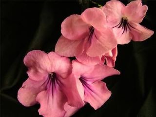 streptocarpus neil s mindy lou  6 00