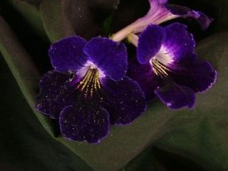 streptocarpus neil s black flash  6 00