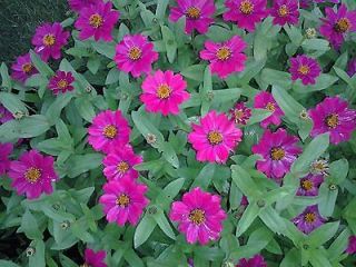 zinnia profusion cherry annual flower seeds from canada time left