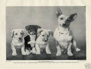 WELSH PEMBROKE CORGI Original Vintage Dog And Puppies Print 1934