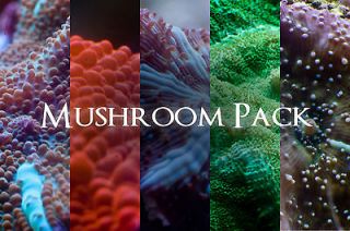 Pet Supplies  Aquarium & Fish  Coral  Ricordea & Mushrooms