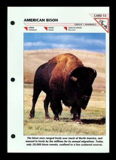 THE AMERICAN BISON MAMMAL FOLD OUT INFO SHEET WILDLIFE FACT FILE #13