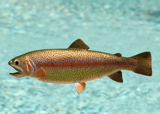 taxidermy 13 fiberglass rainbow trout wall mount 