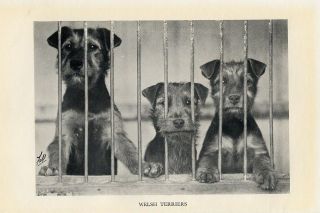 Welsh Terrier Three Puppies Lovely Original Vintage Dog Print 1933
