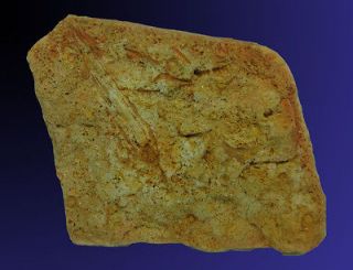 crinoid and starfish fossil specimen 420myold australia from australia 