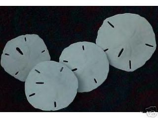 Newly listed CHEAPEST WHITE 25 2 3 Sand Dollars*Sea Shell*Wedding 