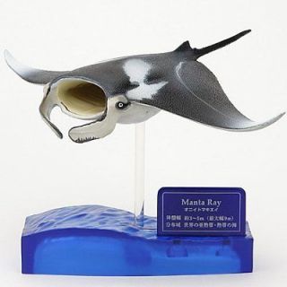 Newly listed Colorata Manta Ray Museum Model SHARKS OF THE WORLD