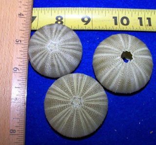 green sea urchins shells seashells crafts weddings time left