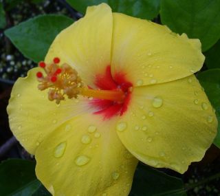 hibiscus plant single yellow red throat tropical flower time left