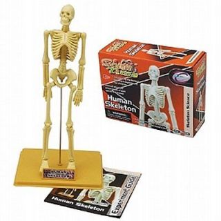 Human Skeleton Model Kit   Life Like Educational Scientific Toy