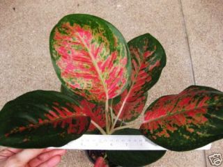 aglaonema variegated red majestic super rare plant a+ from thailand