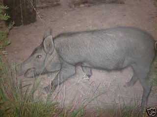 dozen beginner hog snares animal traps farm supplies time