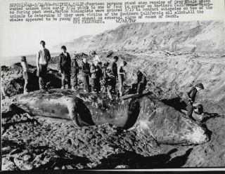 1969 people on the top of dead whale carcass press