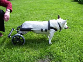 wheels for dogs dog wheelchairs uk made  311 88  