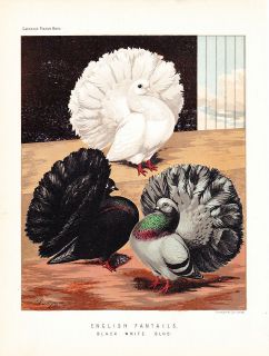 FANTAIL PRINT & CPLT CHAPTER ~ FULTONS BOOK OF PIGEONS ~ 1878 