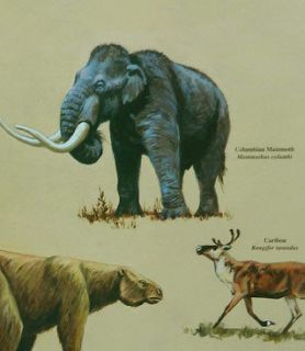 ice age animal chart mammoth sloth bison 