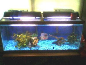 75 gallon fish tank aquarium and stand w/ Flowerhorn Cichlids and all 