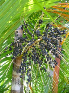   Dwarf Acai Palm Seeds Euterpe Oleraca Super Fruit Acai Berry