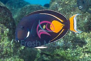 Achilles Tang Achilles Hawaii, Live Salt Water Aquarium Fish