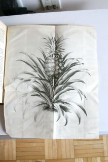 1750 FAMOUS WORK ON GARDENING, FRUIT AND PINEAPPLE CULTIVATION