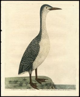 1731 Top Albin Antique First Edition Hand Color Bird Speckled Diver 