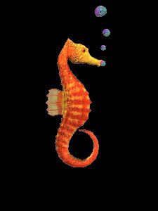 Live Dwarf Seahorse Mated Pair Hippocampus Zosterae