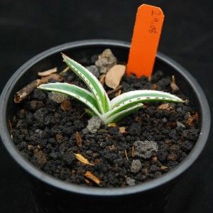   Reginae White Mediopicta Variegated Select Wide Leaf Aloe