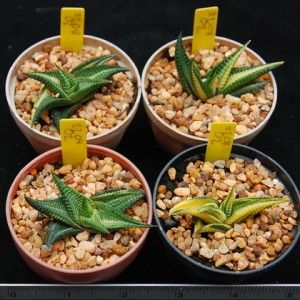   Limifolia Striata Variegated 02 Gasteria Aloe Free Permit