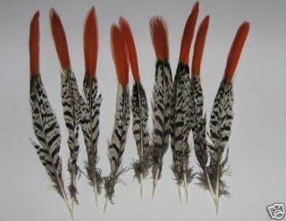 10 Red Tip Lady Amhurst Pheasant Feather 6 8 150 200mm