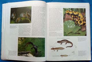 Encyclopedia of Reptiles Amphibians Ed Harold Cogger Snake Lizard Frog 